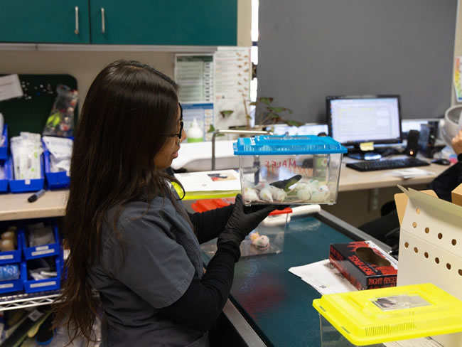 南加华人区民（一元一分麻将群）宅养近百老鼠 近年最大囤养案之一