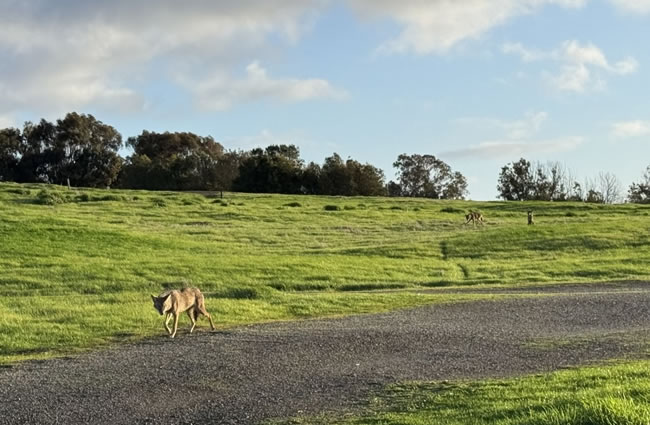 湾区男子遛狗遇到6条郊狼包围 冷静应对脱险