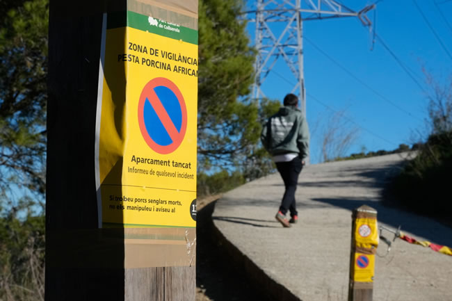 西班牙发现7起新非洲猪瘟病例 总病例数增至9起